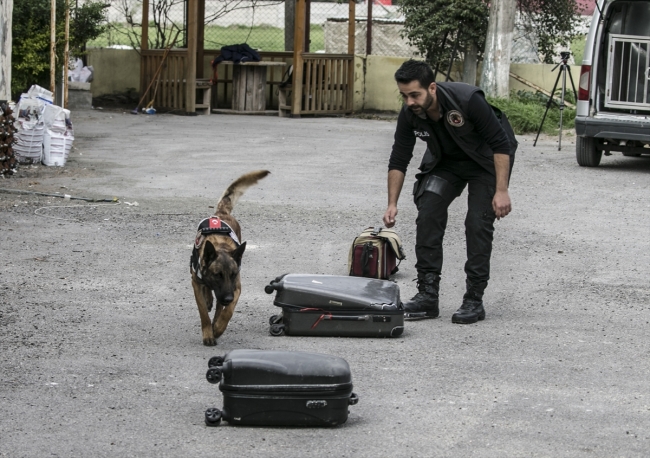 Uyuşturucu tacirlerinin korkulu rüyası: Hassas burunlar