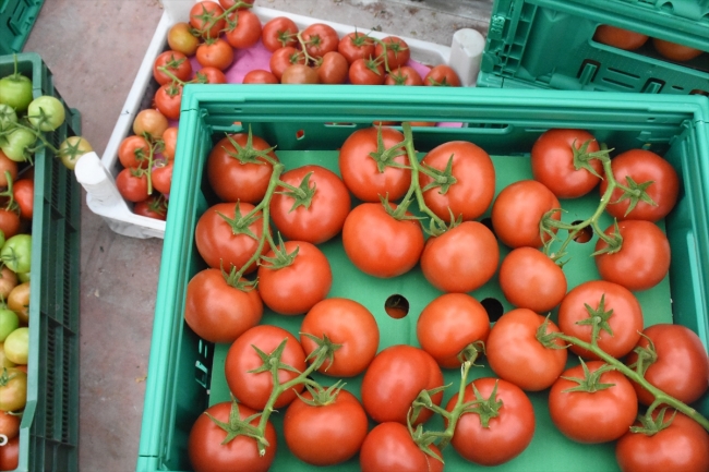 Teknolojik serada üretilen domatesler Avrupa'ya satılıyor