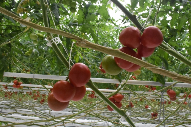 Teknolojik serada üretilen domatesler Avrupa'ya satılıyor