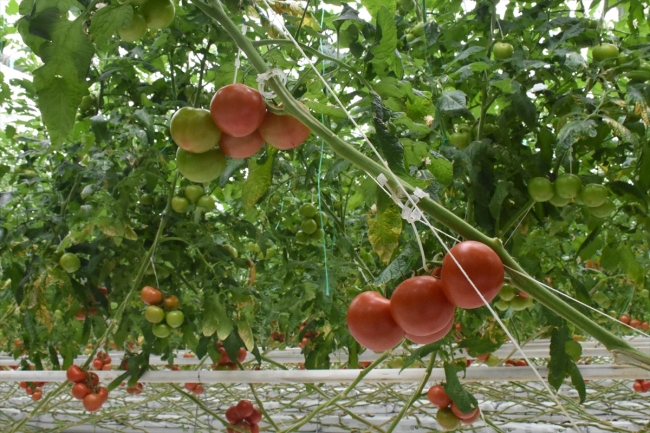 Teknolojik serada üretilen domatesler Avrupa'ya satılıyor