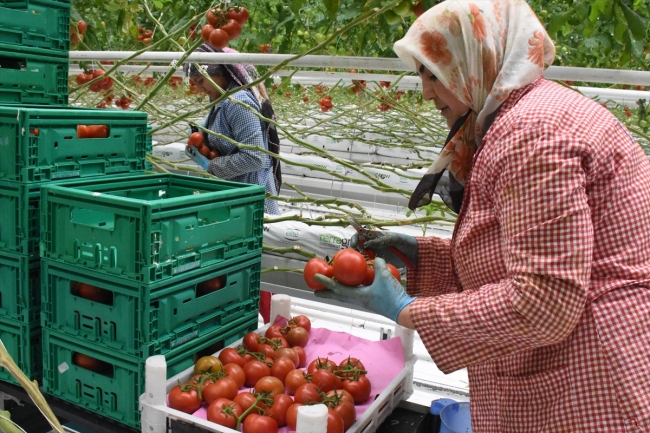 Teknolojik serada üretilen domatesler Avrupa'ya satılıyor