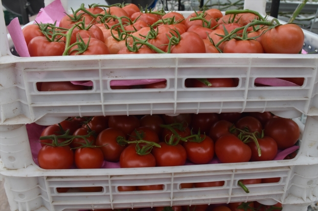 Teknolojik serada üretilen domatesler Avrupa'ya satılıyor