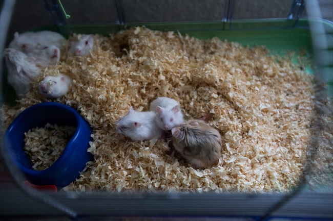 Evinde 100'e yakın hasta ve yaralı hayvana bakıyor