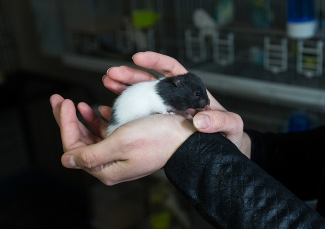Evinde 100'e yakın hasta ve yaralı hayvana bakıyor