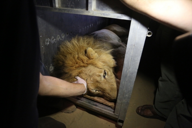 İsrail ambargosu hayvanlara da zulüm ediyor