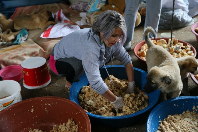 Gönüllüler ormana bırakılan sahipsiz köpeklerin bakımını üstlendi