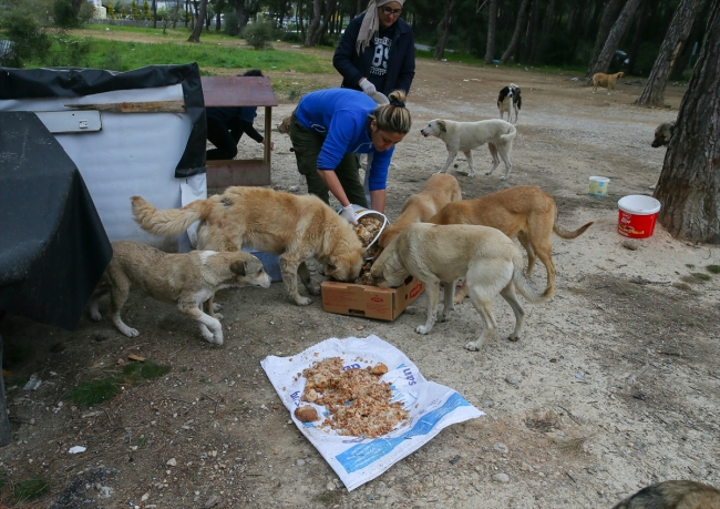 Gönüllüler ormana bırakılan sahipsiz köpeklerin bakımını üstlendi