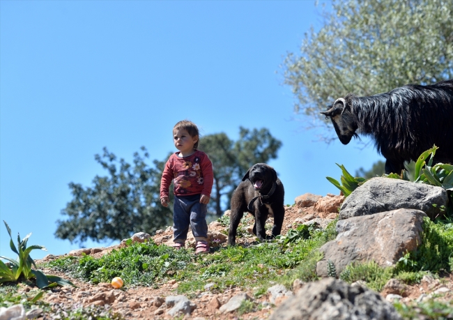 Konargöçerlik kültürünün bin yıllık temsilcileri: Sarıkeçili Yörükleri