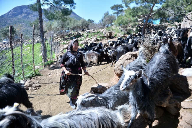 Konargöçerlik kültürünün bin yıllık temsilcileri: Sarıkeçili Yörükleri