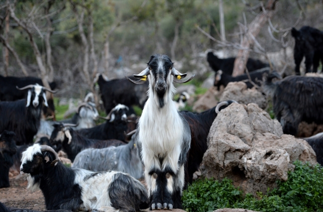 Konargöçerlik kültürünün bin yıllık temsilcileri: Sarıkeçili Yörükleri