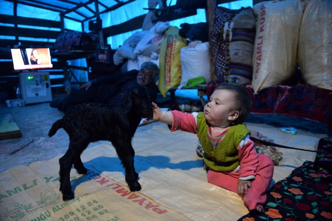 Konargöçerlik kültürünün bin yıllık temsilcileri: Sarıkeçili Yörükleri