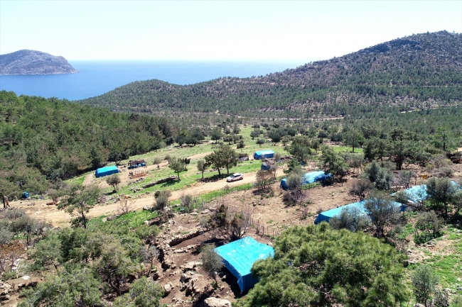 Konargöçerlik kültürünün bin yıllık temsilcileri: Sarıkeçili Yörükleri