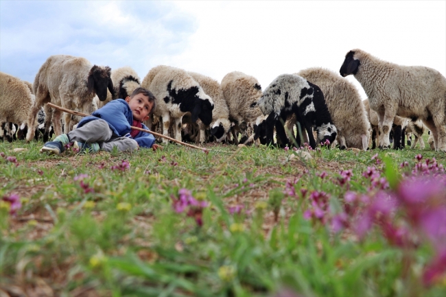 Mühendis kardeşler baba mesleği çobanlıktan vazgeçmiyor
