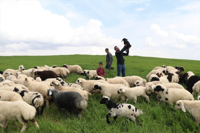 Mühendis kardeşler baba mesleği çobanlıktan vazgeçmiyor