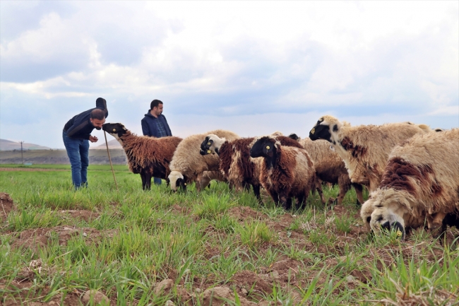 Mühendis kardeşler baba mesleği çobanlıktan vazgeçmiyor