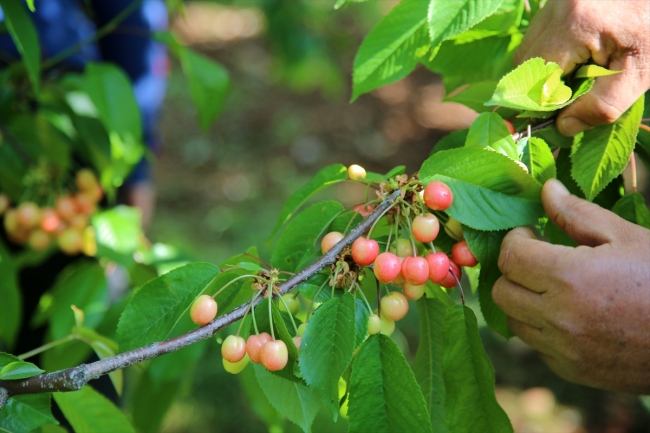 Sezonun ilk kiraz hasadı yapıldı