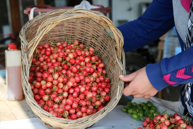 Sezonun ilk kiraz hasadı yapıldı