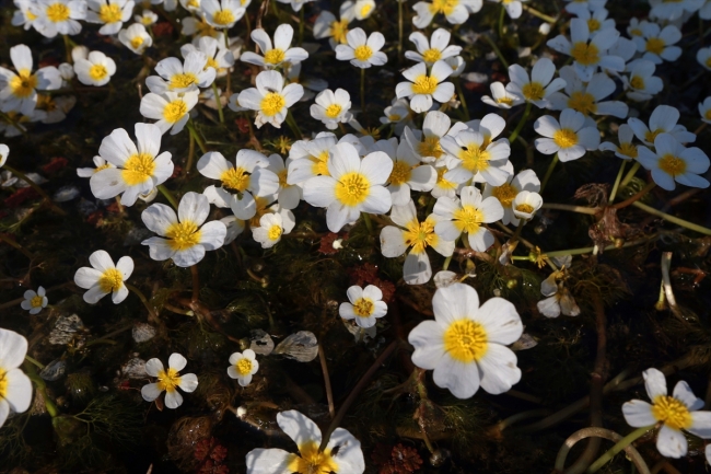 "Kuş cenneti" ve "batık minare" ziyaretçilerini bekliyor