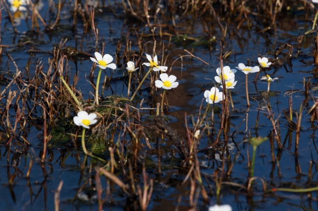 "Kuş cenneti" ve "batık minare" ziyaretçilerini bekliyor