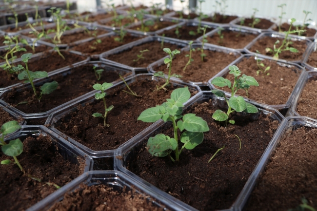 2 yerli patates çeşidi daha tescillendi