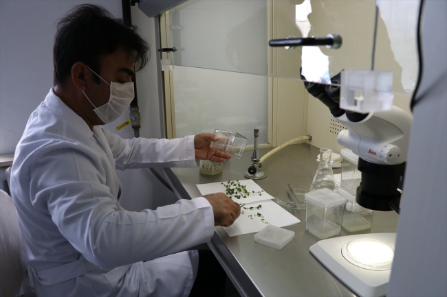 2 yerli patates çeşidi daha tescillendi