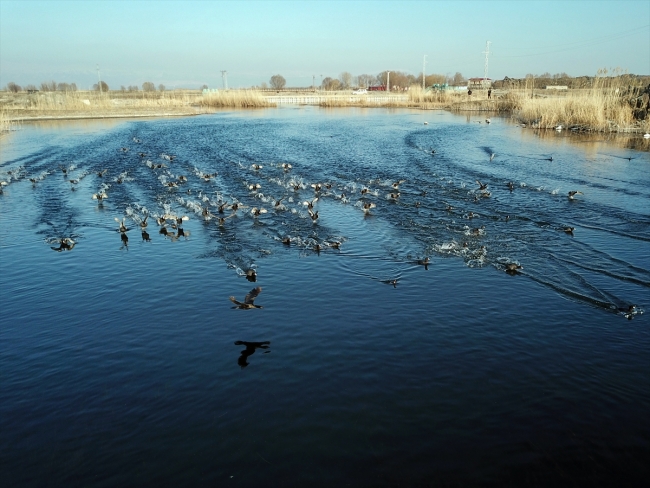 Cıvıl cıvıl kuşlarıyla Iğdır kuş bilimcilerinin ilgisini çekiyor