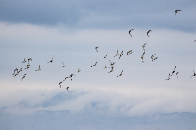 Cıvıl cıvıl kuşlarıyla Iğdır kuş bilimcilerinin ilgisini çekiyor