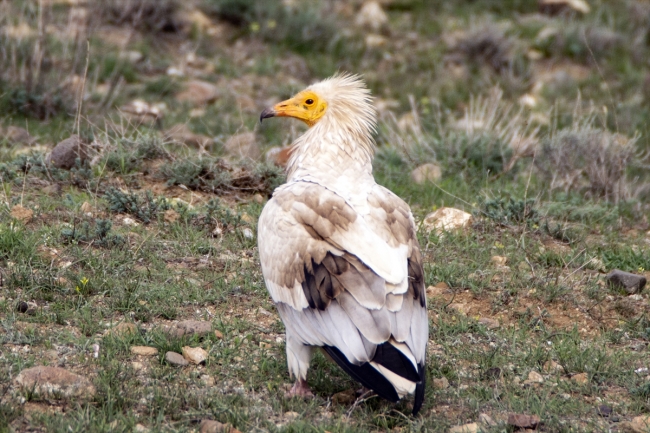 Cıvıl cıvıl kuşlarıyla Iğdır kuş bilimcilerinin ilgisini çekiyor