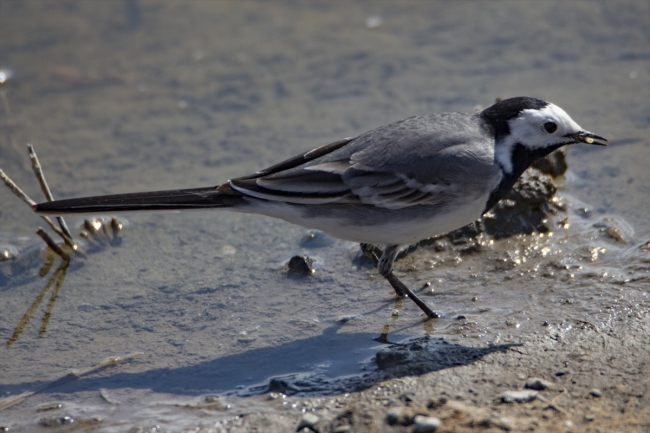 Cıvıl cıvıl kuşlarıyla Iğdır kuş bilimcilerinin ilgisini çekiyor