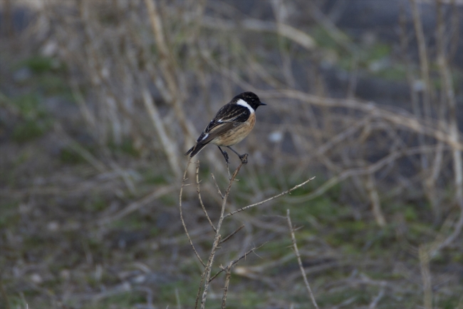 Cıvıl cıvıl kuşlarıyla Iğdır kuş bilimcilerinin ilgisini çekiyor