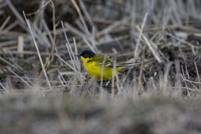 Cıvıl cıvıl kuşlarıyla Iğdır kuş bilimcilerinin ilgisini çekiyor
