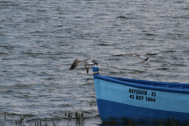 Beyşehir Gölü'nde martıların balık avı