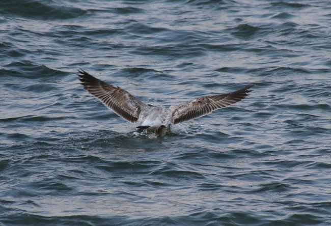 Beyşehir Gölü'nde martıların balık avı