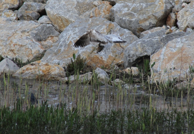 Beyşehir Gölü'nde martıların balık avı