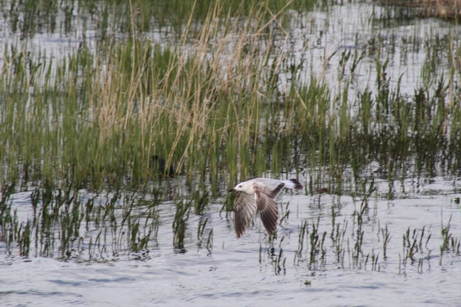 Beyşehir Gölü'nde martıların balık avı