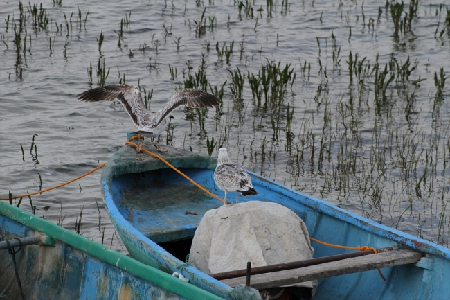 Beyşehir Gölü'nde martıların balık avı