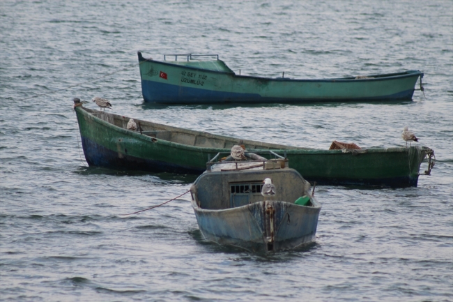 Beyşehir Gölü'nde martıların balık avı