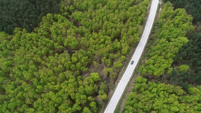 Binbir rengiyle Longoz ormanları