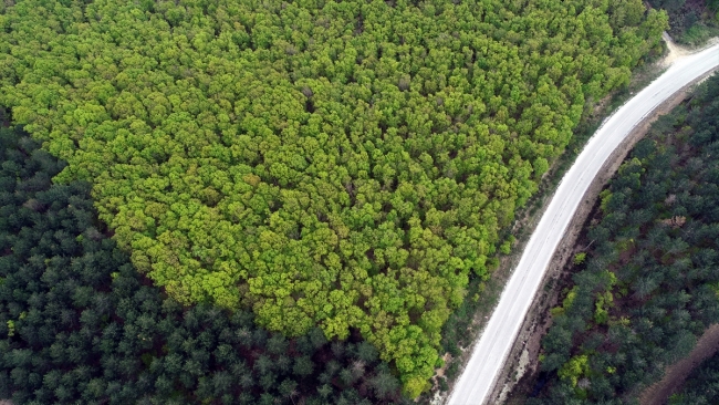 Binbir rengiyle Longoz ormanları