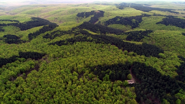 Binbir rengiyle Longoz ormanları