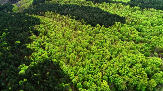 Binbir rengiyle Longoz ormanları