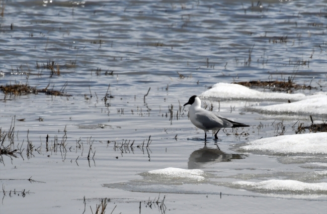 Türkiye'ye nisan ayında kar sürprizi
