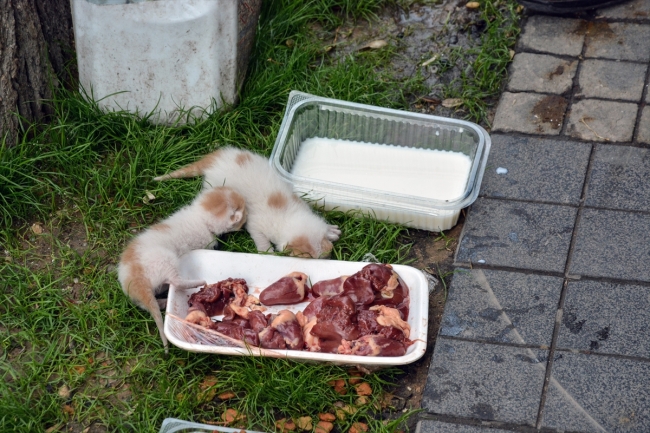 Her gün beslediği sokak hayvanlarına çocukları gibi bakıyor