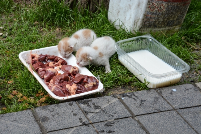 Her gün beslediği sokak hayvanlarına çocukları gibi bakıyor