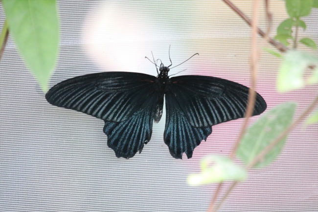 Gaziantep'te "Tropik Kelebek Bahçesi" ziyarete açıldı