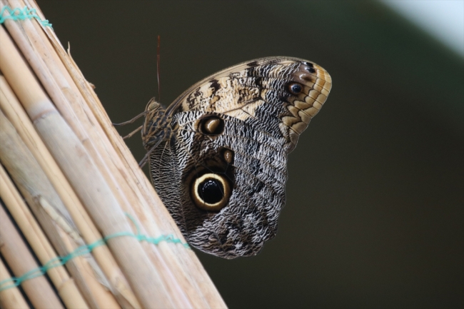 Gaziantep'te "Tropik Kelebek Bahçesi" ziyarete açıldı