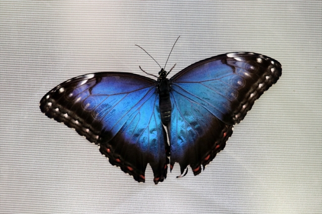 Gaziantep'te "Tropik Kelebek Bahçesi" ziyarete açıldı