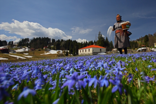 "Mavi yıldız" çiçekleriyle Kadıralak Yaylası