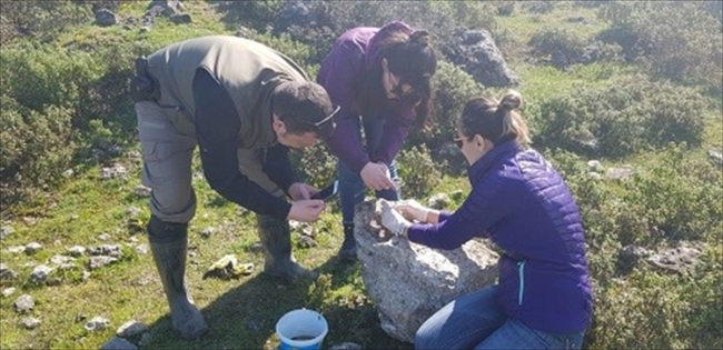 Yalova'da 2 semender türü bulundu