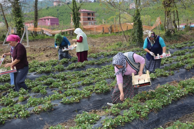 Karadeniz'de çilek hasadına başlandı